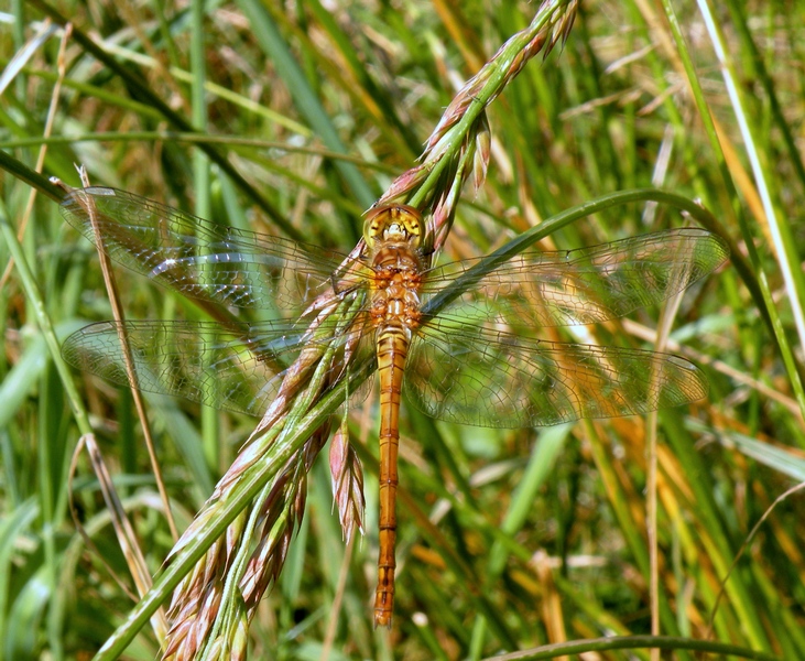 Da Id.: Sympetrum prob. striolatum